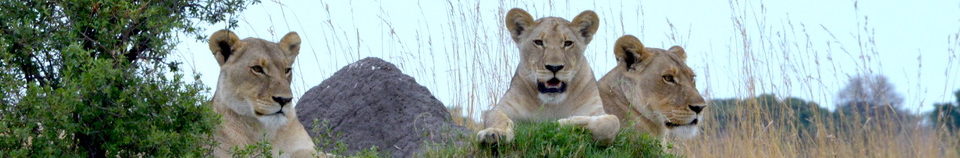 Löwin samt Jungtiere, Botswana