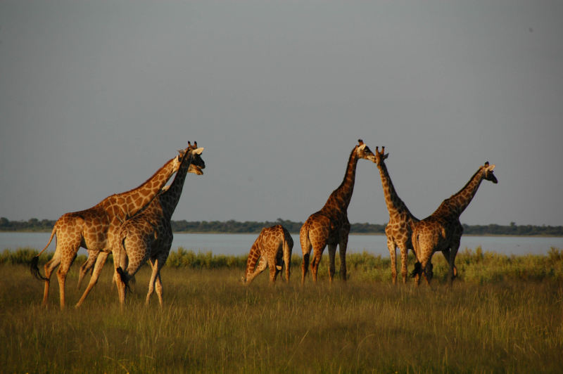 Etosha2