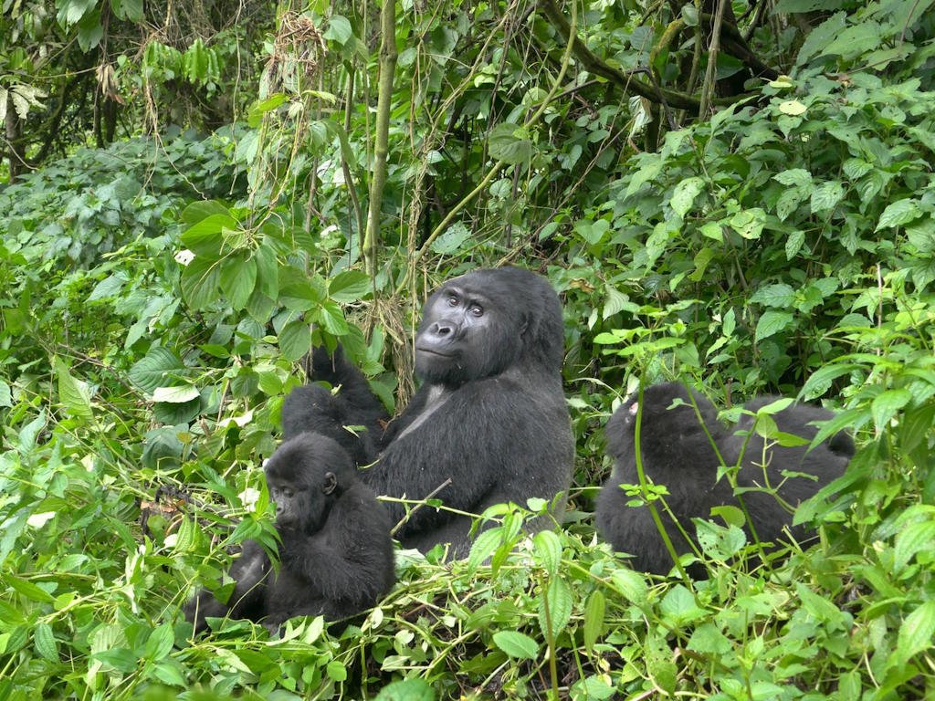 Eine Gruppe von Berggorillas in einem dichten, grünen Dschungel oder Regenwald.